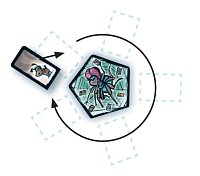 Tarantule Tango (2. jakost)